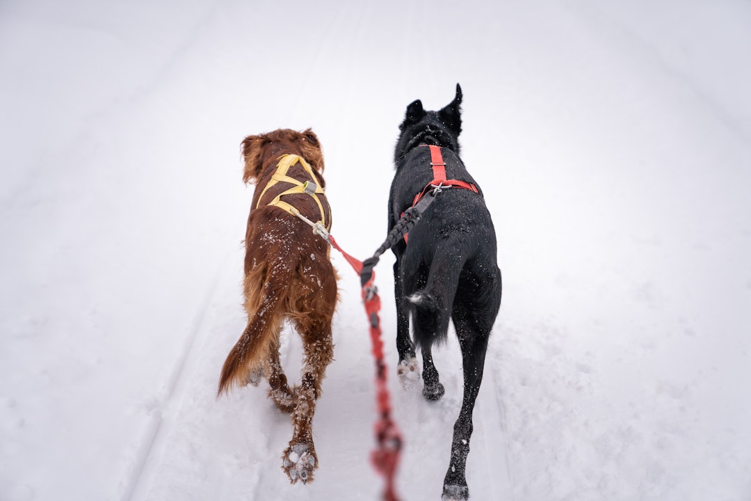 hund og skitur