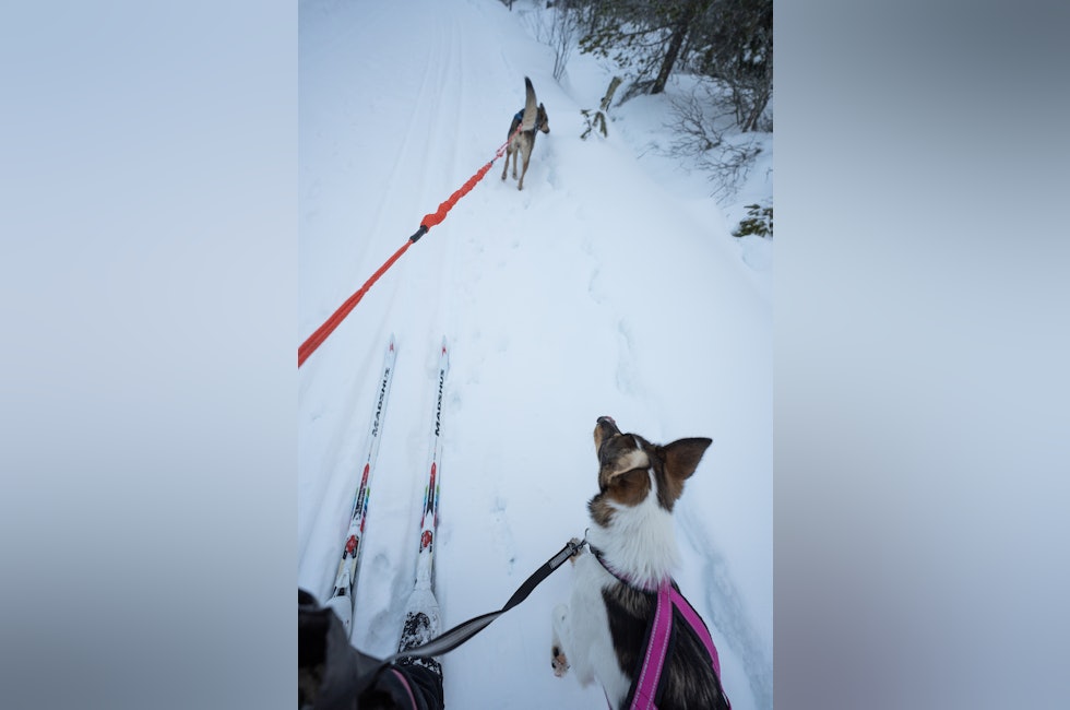 valp i skiløypa