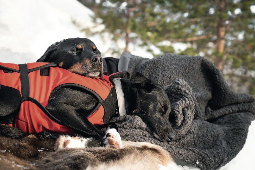 lunt: I pauser kan det være fordelaktig å holde hunden varm ved å ta på den dekken, gi den et liggeunderlag eller en varmepose. Foto: Fjell-veterinæren