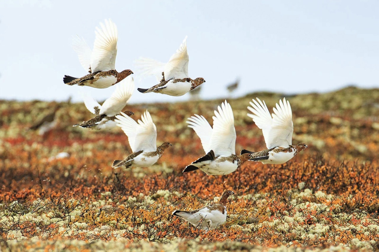 PÅVIRKES: Det er flere indikasjoner på at lirypa sliter med å tilpasse seg endringer i lengden på snø-sesongen fordi timingen av draktskifte er styrt av lengden på dagen og ikke hva den ser rundt seg. Dette gjør at rypa kan bli ekstra utsatt for rovdyrangrep. (Foto: Bernt Østhus) PÅVIRKES: Det er flere indikasjoner på at lirypa sliter med å tilpasse seg endringer i lengden på snø-sesongen fordi timingen av draktskifte er styrt av lengden på dagen og ikke hva den ser rundt seg. Dette gjør at rypa kan bli ekstra utsatt for rovdyrangrep. (Foto: Bernt Østhus)