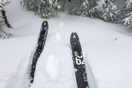 Utenfor løypa: Åsnes Falketind 62 er et godt valg, enten du jakter rype i bratt terreng eller trenger større bæreflate utafor løypa når du sporer mår og røkter fellene. Utenfor løypa: Åsnes Falketind 62 er et godt valg, enten du jakter rype i bratt terreng eller trenger større bæreflate utafor løypa når du sporer mår og røkter fellene.