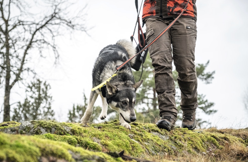 PÅ SPORET: Uansett hva som har satt sporet, er dette super hjernetrim for hunden. PÅ SPORET: Uansett hva som har satt sporet, er dette super hjernetrim for hunden.