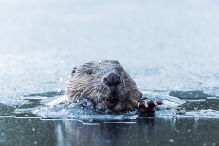 Titt-tei: Islaget er ingen stopper for en vårsulten bever. Titt-tei: Islaget er ingen stopper for en vårsulten bever.