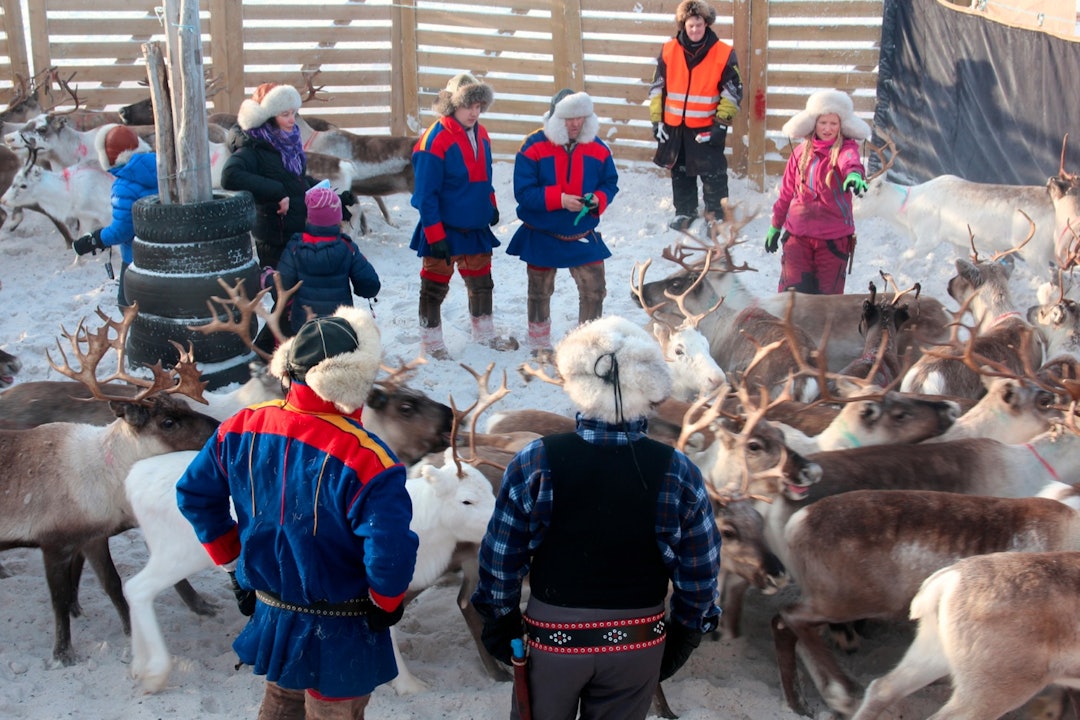 HJEMMEBANE: På turen til Nordkalotten ble hun kjent med en familie i Karasjok, som tilbød gratis kost og losji mot at hun jobbet på gården. Det slo hun til på. Så møtte hun fant hun kjærligheten. Nå har hun og Per-Anders Eira kjøpt hus på vidda. Foto: Privat Tonje blomseth