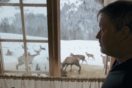 Mange om maten: Her er det mange dyr omkring siloballen, stort sett fredelig, men med streng rangordning.