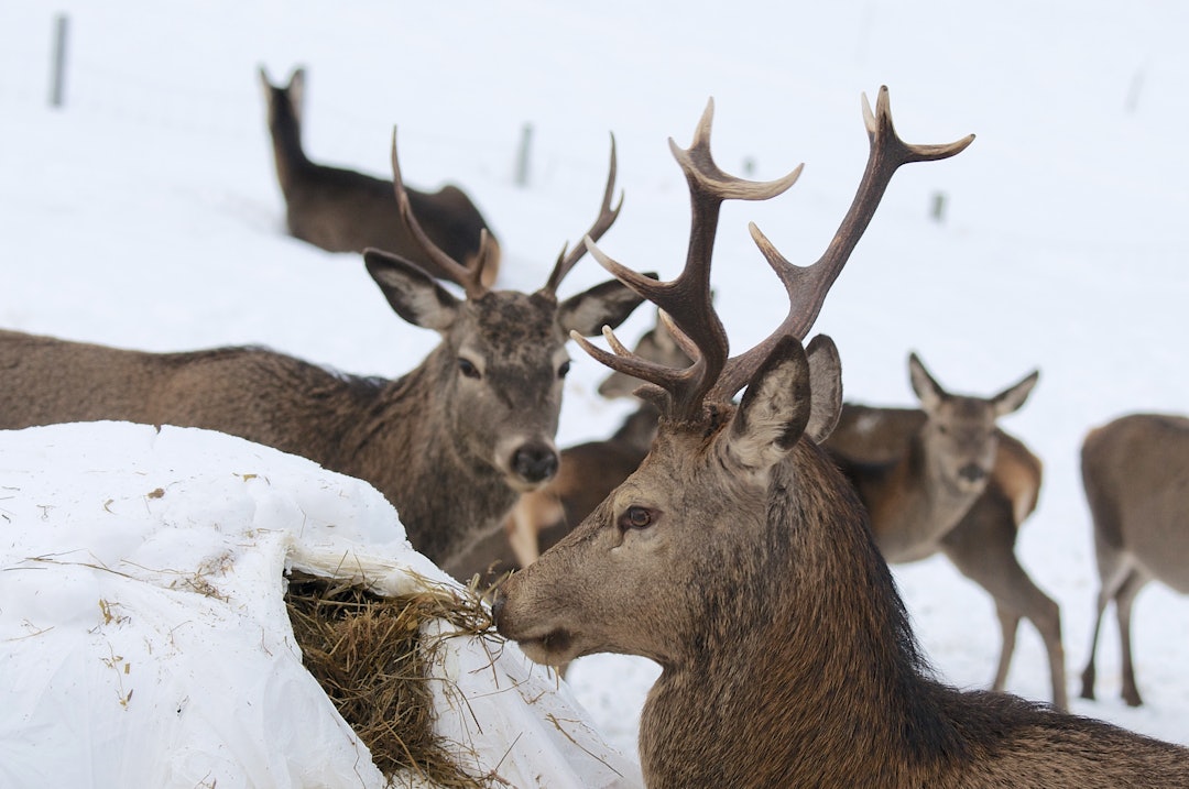 Størst først. Når bukkene kommer, må de mindre dyra vente. Størst først. Når bukkene kommer, må de mindre dyra vente.