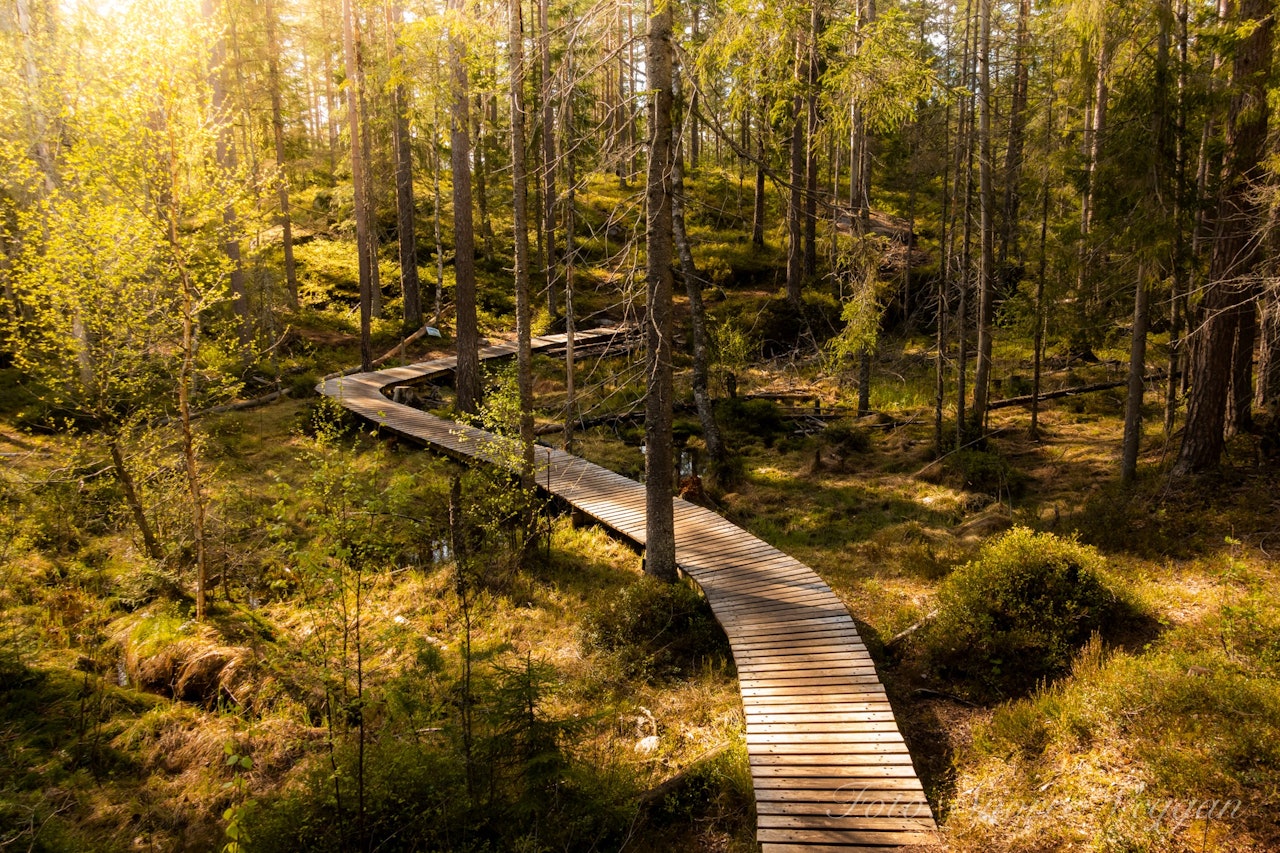 STI-ELDORADO: Prosessen med å jobbe fram nasjonalpark i Østmarka utenfor Oslo har engasjert sykkelmiljøet. Bilde fra Pionéren i Øsmarka. : Snorre Veggan nasjonalpark østmarka