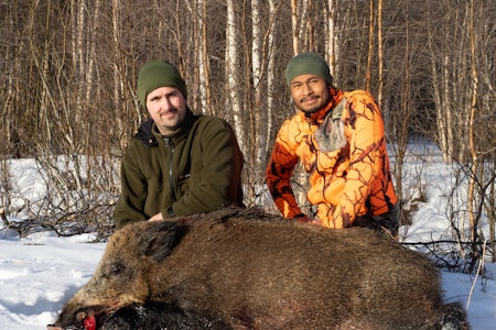 Kjell Ola Stubsveen og Alex Åsbrenn fikk en svært spennende start på påskefeiringen. Foto: Jo Stenersen skutt villsvin i rendalen