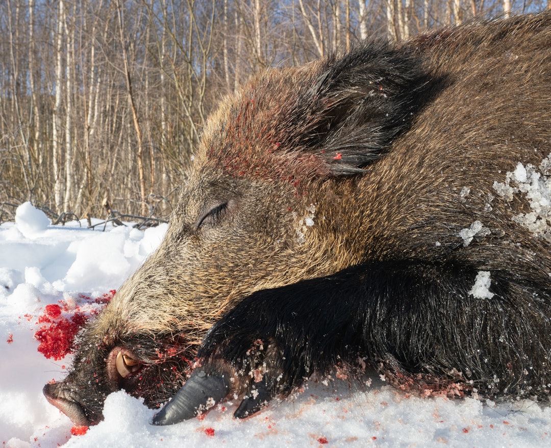Villsvinrånen har holdt til i området i lengre tid. Foto: Jo Stenersen skutt villsvin jakt rendalen