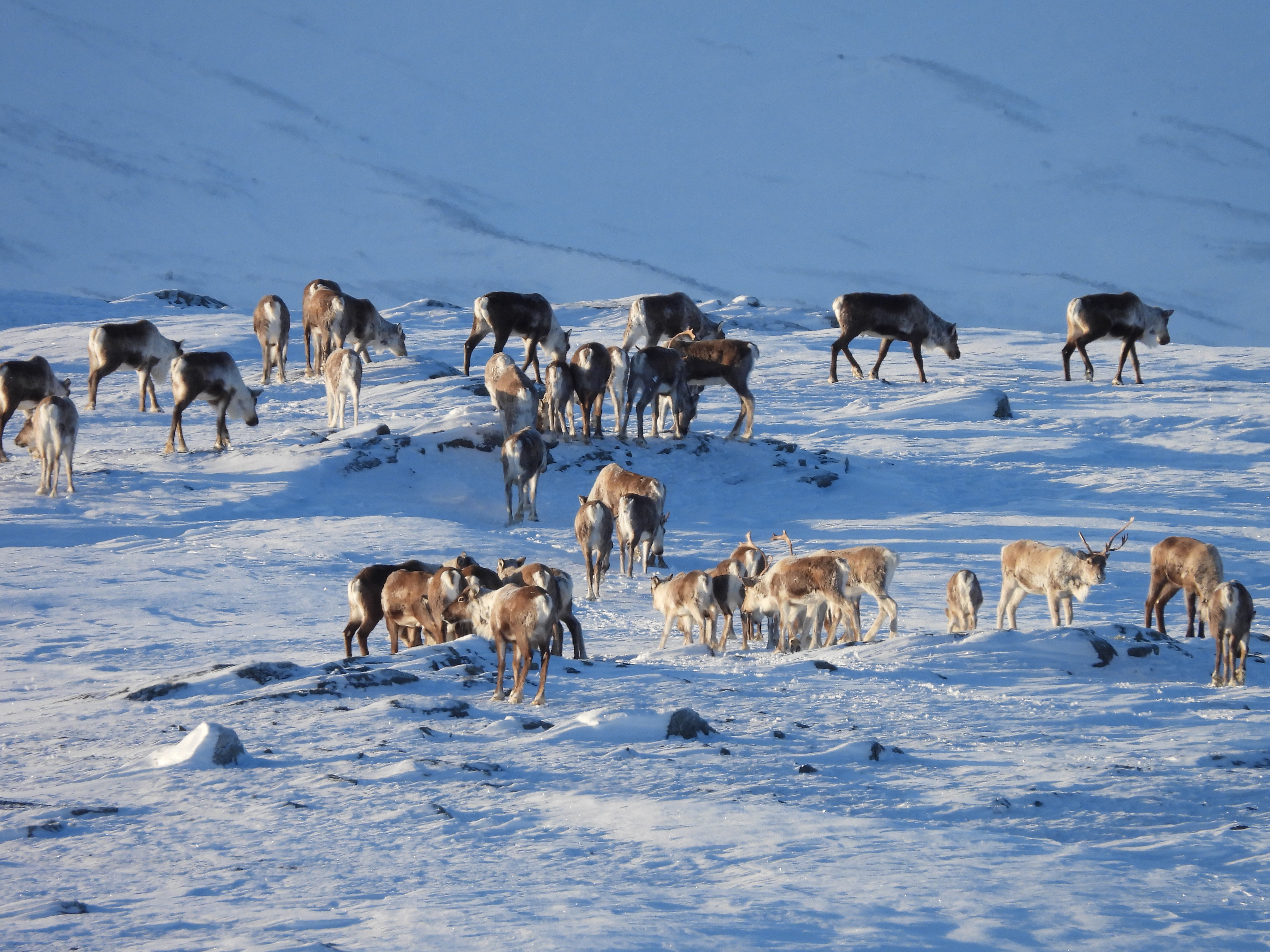 Det er få bestander av villrein igjen i Norge, og Hurrungane er en av plassene der villreinen fortsatt lever fritt. Foto: Øyvind Angard
