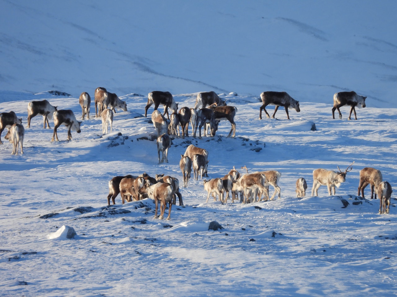 Det er få bestander av villrein igjen i Norge, og Hurrungane er en av plassene der villreinen fortsatt lever fritt. Foto: Øyvind Angard Det er få bestander av villrein igjen i Norge, og Hurrungane er en av plassene der villreinen fortsatt lever fritt. Foto: Øyvind Angard