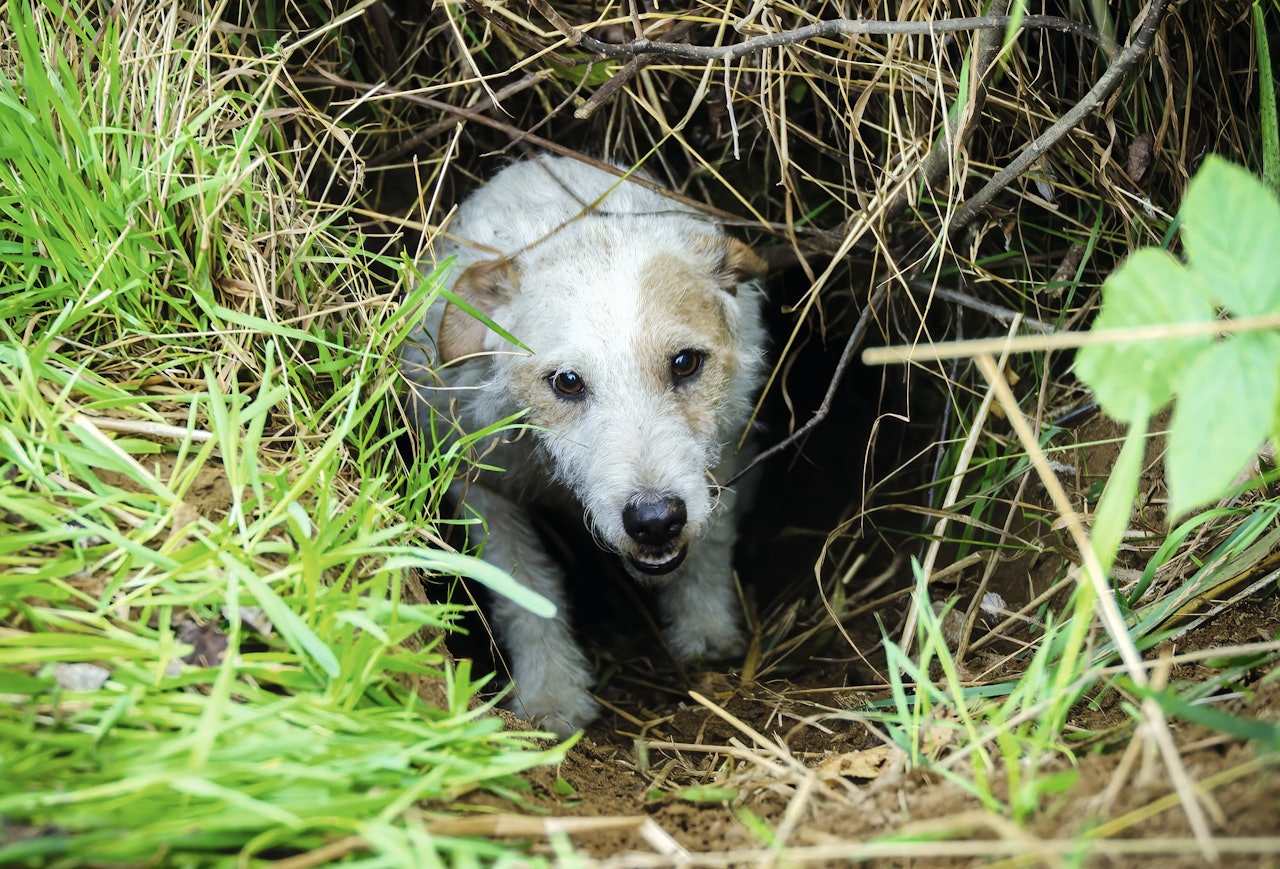 En hihund av typen «sprenger» skal gå inn i hiet, lose litt på reven og så komme igjen slik at reven blir utrygg og forlater hiet En hihund av typen «sprenger» skal gå inn i hiet, lose litt på reven og så komme igjen slik at reven blir utrygg og forlater hiet