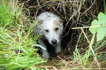 En hihund av typen «sprenger» skal gå inn i hiet, lose litt på reven og så komme igjen slik at reven blir utrygg og forlater hiet En hihund av typen «sprenger» skal gå inn i hiet, lose litt på reven og så komme igjen slik at reven blir utrygg og forlater hiet