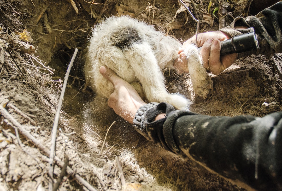 En korrekt innjaget hihund synes det å krype gjennom trange ganger i stummende mørke er det morsomste i hele verden! En korrekt innjaget hihund synes det å krype gjennom trange ganger i stummende mørke er det morsomste i hele verden!