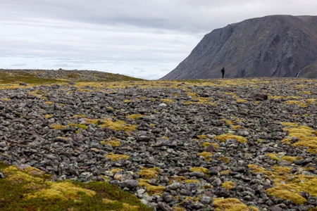 Steinlandet: Store deler av Varangerhalvøyas overflate består av stein. Her, nær Makkaursandfjorden, ser Leif Ryvarden at vegetasjonen prøver legge lokk på steinene.
