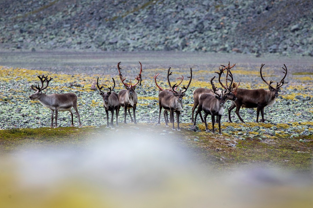 Reintid: Samisk kultur preger hele Finnmark. På tur vil du møte reinsdyr.