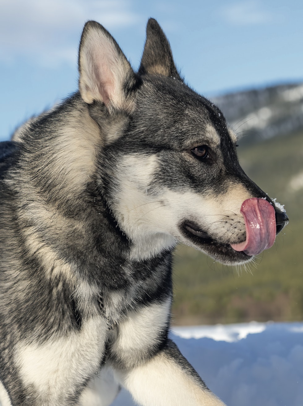 FRISTENDE LARVE: Det hevdes at hunder synes larvebasert mat er fristende både på smak og lukt. Foto: Jo Stenersen