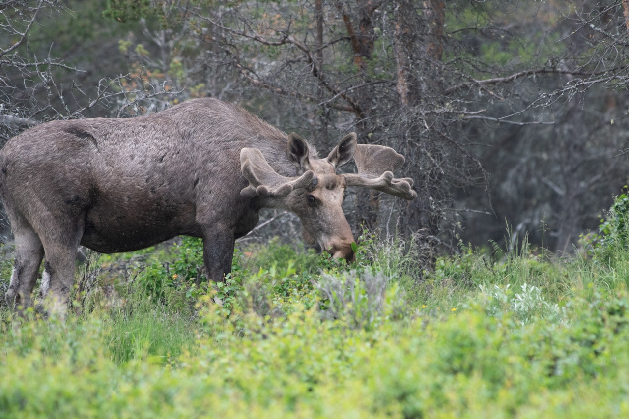 Foto: Nils-Olav Talgøy Foto: Nils-Olav Talgøy