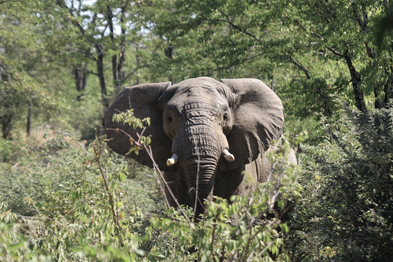 En elefinte: I jaktlitteraturen kan man lese om hvordan elefantene finter ut jegerne og isteden begynner å jage dem i bushen. Det vil jeg helst ikke oppleve.