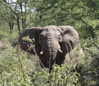 En elefinte: I jaktlitteraturen kan man lese om hvordan elefantene finter ut jegerne og isteden begynner å jage dem i bushen. Det vil jeg helst ikke oppleve.