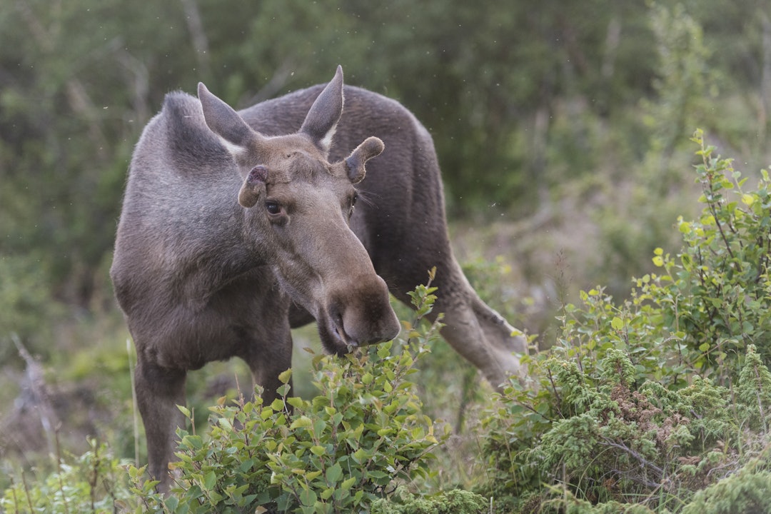 Elgjakta er høstens høydepunkt for mange jegere. (Foto: Kjell-Erik Moseid) Elgjakta er høstens høydepunkt for mange jegere. (Foto: Kjell-Erik Moseid)