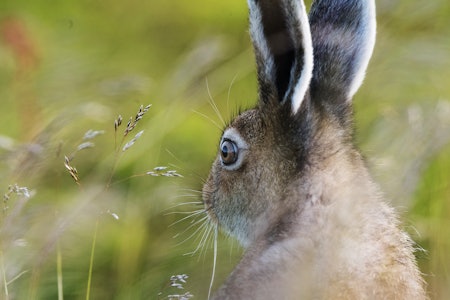 hare øyne jakt