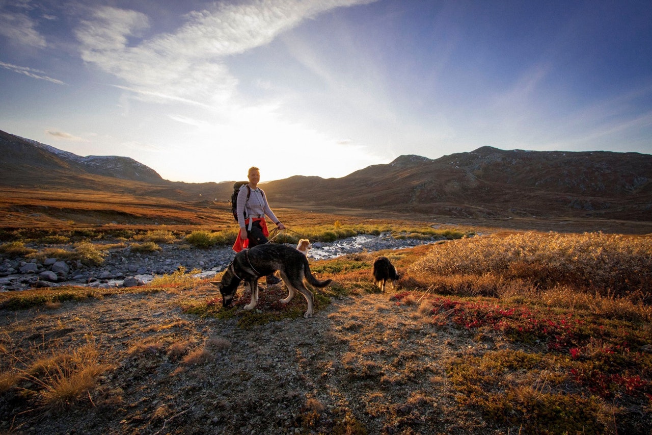 TIL KVITINGSKJØLEN: Fra en nydelig høstdag i fjellet. Foto: Christina Skorge kvitingskjølen turguide med hund om høsten