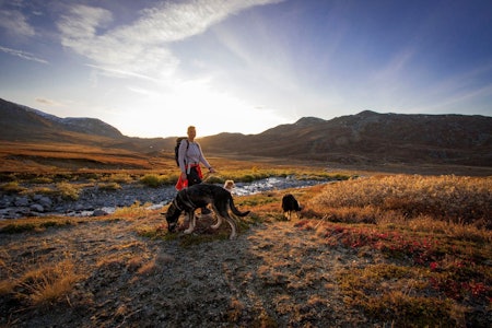 kvitingskjølen turguide med hund om høsten