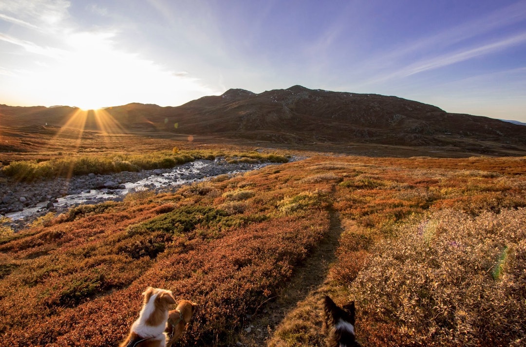 LETT TERRENG: Tydelig sti innover fjellet. Foto: Christina Skorge fjelltur høst hund kvitingskjølen