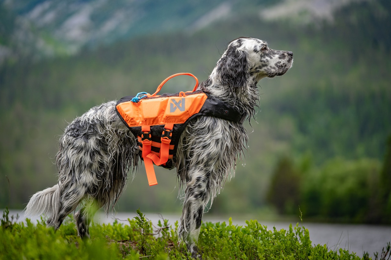 Jakthund med Non-stop dogwear Protector Lifejacket redningsvest hund test