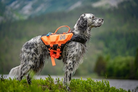 REDNINGSVEST TIL HUNDEN: Non-stop dogwear Protector Lifejacket Jakthund med Non-stop dogwear Protector Lifejacket redningsvest hund test