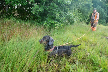 Trening på gang: Det er påkrevd med litt oppfrisking av hundetreninga før jakta. Særlig når ekvipasjen er ny sammen, er det viktig å forstå og kjenne hverandre for hund og fører.