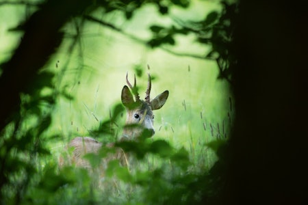 Nærmøte. Denne julikvelden kommer «jegeren» og bukken nær hverandre. Men i juli måned jakter bukkejegeren med kamera: Bukken likte ikke kameraklikk på nært hold og trakk unna. Nærmøte. Denne julikvelden kommer «jegeren» og bukken nær hverandre. Men i juli måned jakter bukkejegeren med kamera: Bukken likte ikke kameraklikk på nært hold og trakk unna.