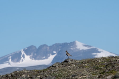 Foto: Nils-Olav Talgøy