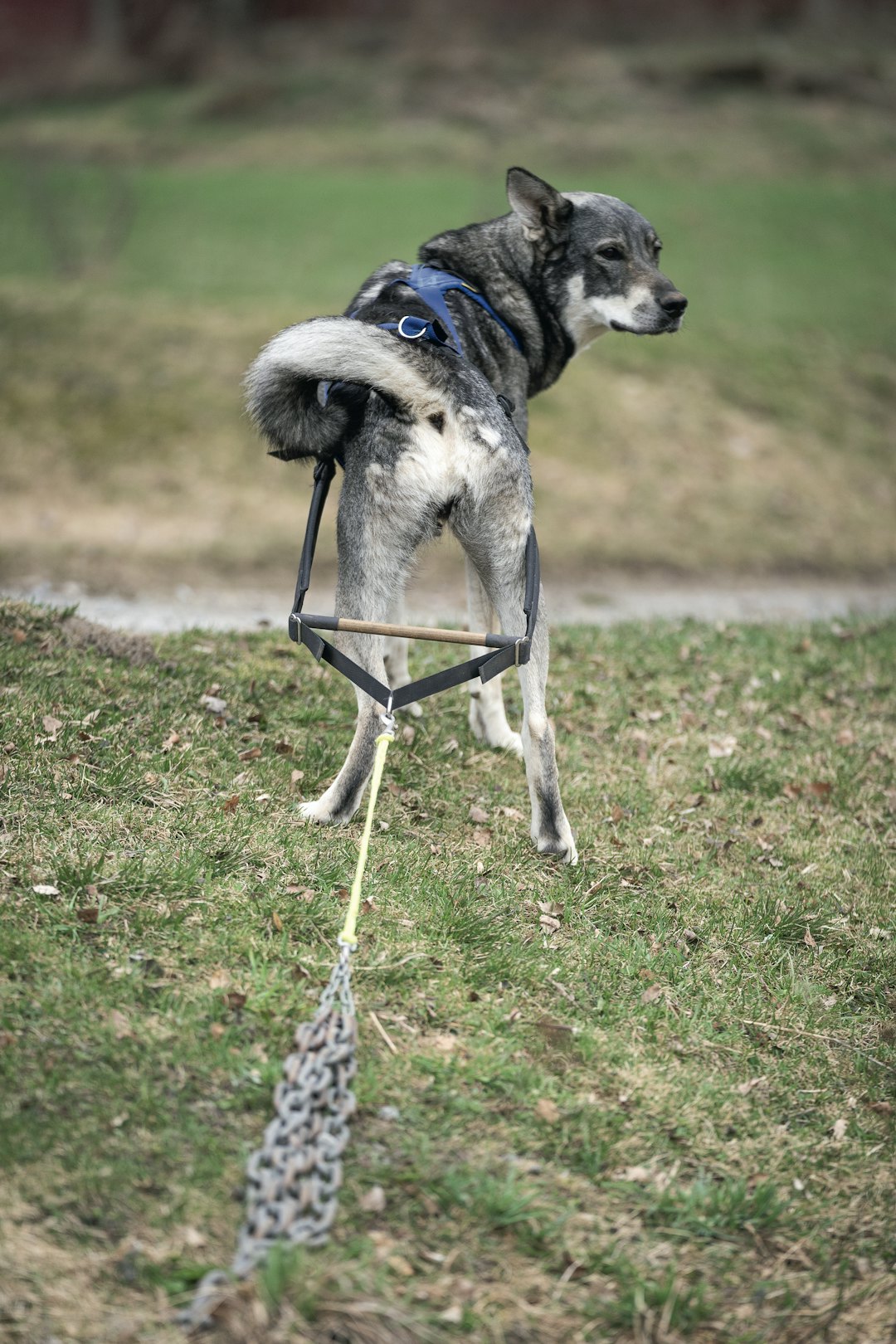 Kjetting: Kjettingtrekk styrker både rygg og bakpart, samtidig som det gir god mulighet til å trene kontakt og lydighet med hunden.