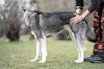 Jevnlig sjekk og massasje er gunstig for jakthundens helse hundemassasje sjekk av hund guide hvordan massere hund