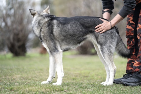 Jevnlig sjekk og massasje er gunstig for jakthundens helse hundemassasje sjekk av hund guide hvordan massere hund