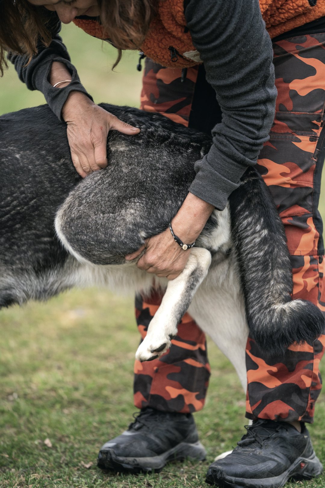 Hund får massasje