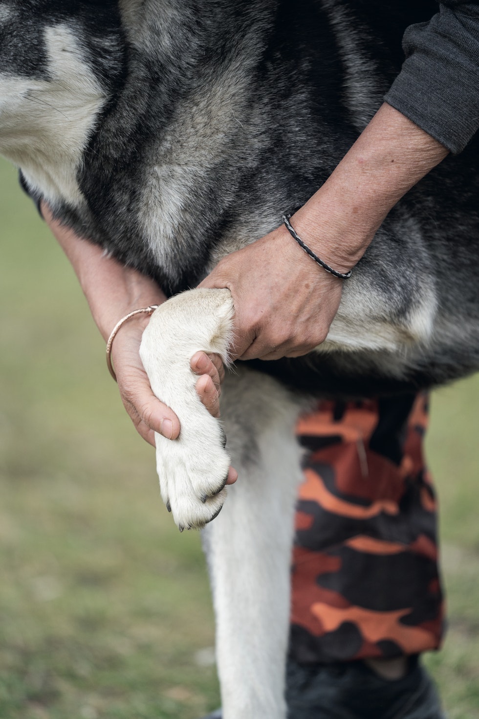 Bøy og strekk av hundens håndledd