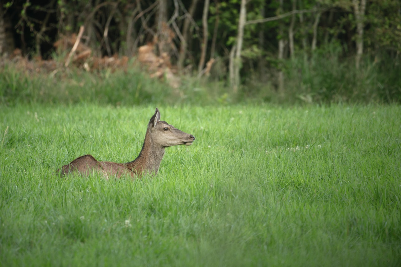 Foto: Nils-Olav Talgøy Foto: Nils-Olav Talgøy