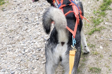 Selen legger seg godt rundt hunden og gir riktig vektbelastning når den firbeinte trekker. Selen legger seg godt rundt hunden og gir riktig vektbelastning når den firbeinte trekker.