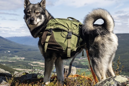 Togo kløv er en førsteklasses og solid kløv for jakthunden! togo kløv jakthund test