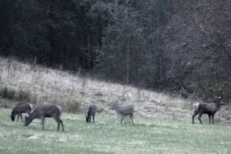 Dyr foran post: Mørk oktobermorgen, det lysner utrolig sakte når vi venter på skytelys. Dyr foran post: Mørk oktobermorgen, det lysner utrolig sakte når vi venter på skytelys.