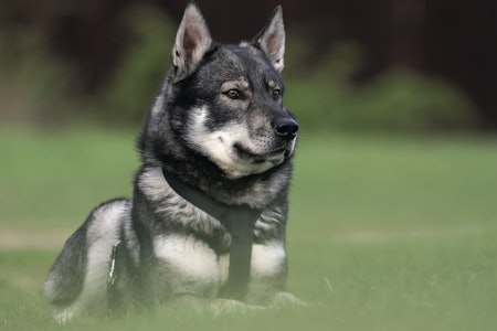 En trygg og stabil hund er et produkt av arv og oppvekstmiljø. En trygg og stabil hund er et produkt av arv og oppvekstmiljø.