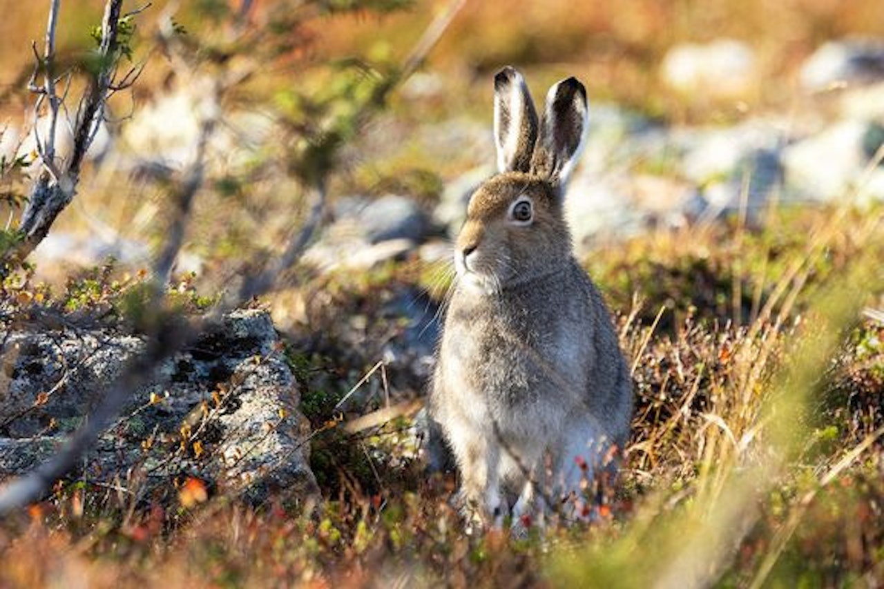 HARE I FARE: Harepest er en alvorlig sykdom for haren. Smitte kan også føre til sykdom hos mennesker, men ikke alltid. Foto: Shutterstock hare