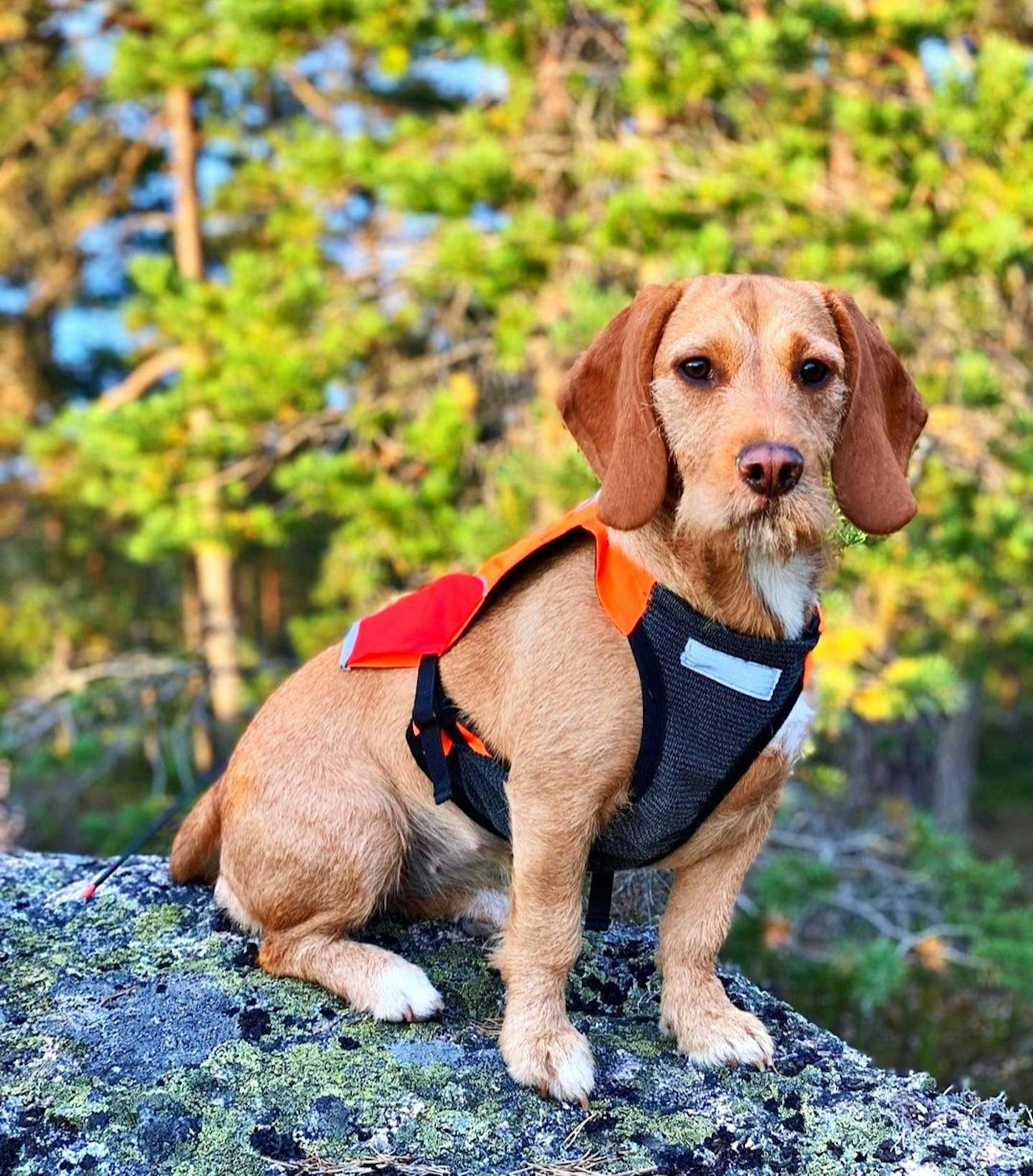VINNERPOSERING: Beaglen Mille overbeviste flest av folkejuryen, og tok dermed seieren i runde fem. Foto: Sondre Olsen. VINNERPOSERING: Beaglen Mille overbeviste flest av folkejuryen, og tok dermed seieren i runde fem. Foto: Sondre Olsen.