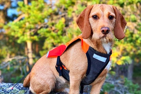 VINNERPOSERING: Beaglen Mille overbeviste flest av folkejuryen, og tok dermed seieren i runde fem. Foto: Sondre Olsen. VINNERPOSERING: Beaglen Mille overbeviste flest av folkejuryen, og tok dermed seieren i runde fem. Foto: Sondre Olsen.