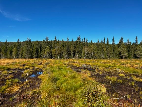 Et myrrestaureringsprosjekt på Fosen. De metanspisende organismene spiller en sentral rolle i naturens kretsløp. Foto: Rambøll. myr høst