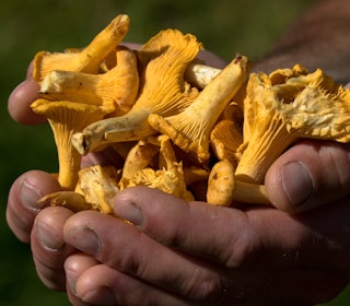 GULLFUNN: Hvilke sopper som kommer varierer fra år til år og er avhengig av nedbør og temperaturer. Kantareller står høyt i kurs hos soppentusiastene. Foto: Sigurd Grimsby kantarell skogens gull