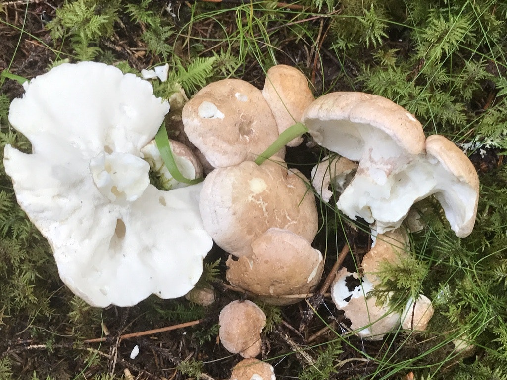 FÅRESOPP: En vanlig sopp-art flere steder i Norge. Foto: soppognyttevekster.no fåresopp